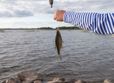 Sabahdan balıq ovu qadağan olunur