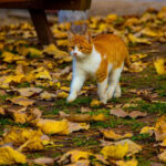Pişiklərin quyruqları ilə “dediyi” 6 inanılmaz MESAJ