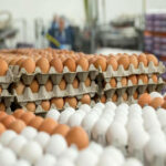 Azərbaycanda süni yumurta satılır? – Bu yolla ayırmaq olar