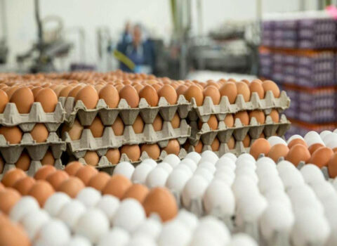 Azərbaycanda süni yumurta satılır? – Bu yolla ayırmaq olar