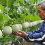 Masajla yetişdirilirlər: Dənəsi bir avtomobil qiymətinə satılır