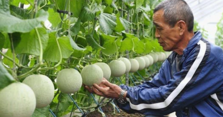 Masajla yetişdirilirlər: Dənəsi bir avtomobil qiymətinə satılır