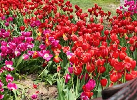 Bulvarda gülləri əzənlər polisə çağırıldı – VİDEO