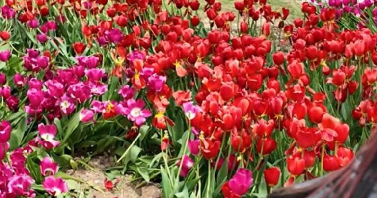 Bulvarda gülləri əzənlər polisə çağırıldı – VİDEO