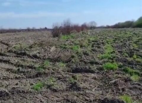 Bərdə Regional Meşə Təsərrüfatı Mərkəzinin ərazisində nar bağı və yulğun kolları məhv edilib? – VİDEO