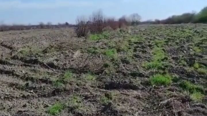 Bərdə Regional Meşə Təsərrüfatı Mərkəzinin ərazisində nar bağı və yulğun kolları məhv edilib? – VİDEO