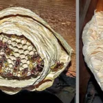 “Faydasızdır” deyib məhv edirdik, lakin dəyəri 100 min manat imiş