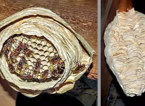 “Faydasızdır” deyib məhv edirdik, lakin dəyəri 100 min manat imiş