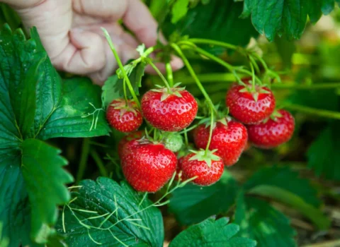 Çiyələklə bağlı əhaliyə XƏBƏRDARLIQ: “Həyatınız təhlükədədir”
