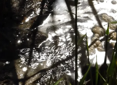 Zığ sakinləri təhlükə içində: “Uşaq gözümün qabağında kanala düşdü” – VİDEO