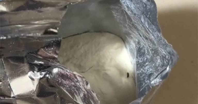 Uşaq qidasından həşərat çıxıb? – AÇIQLAMA +Video