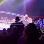 Rusiyada sirkdə pələng tamaşaçıların oturduğu zonaya girdi – Video