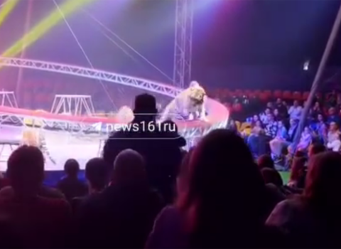 Rusiyada sirkdə pələng tamaşaçıların oturduğu zonaya girdi – Video