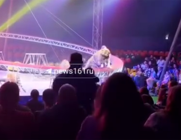 Rusiyada sirkdə pələng tamaşaçıların oturduğu zonaya girdi – Video