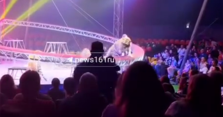 Rusiyada sirkdə pələng tamaşaçıların oturduğu zonaya girdi – Video