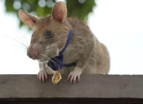 Siçana abidə qoyuldu – FOTOLAR