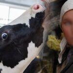 Fermada qadına təcavüz edən çobana hökm oxundu