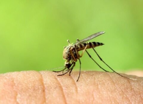 Ağcaqanadlar ən çox kimləri sancır?