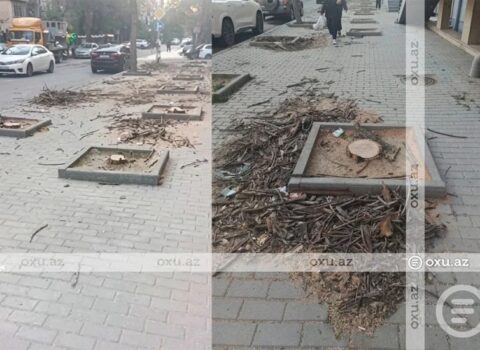 Nərimanovda ağaclar kütləvi şəkildə məhv edilib – VİDEO