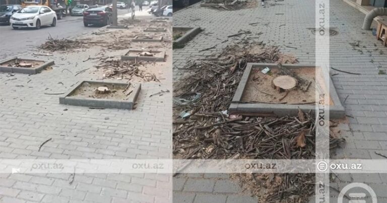 Nərimanovda ağaclar kütləvi şəkildə məhv edilib – VİDEO