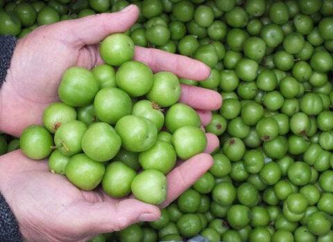 Bazarlarda alçanın 300 qramı bu qiymətə SATILIR