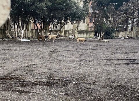 Paytaxtda təhlükəli vəziyyət: Küçə itləri şagirdlərə hücum etdi – VİDEO