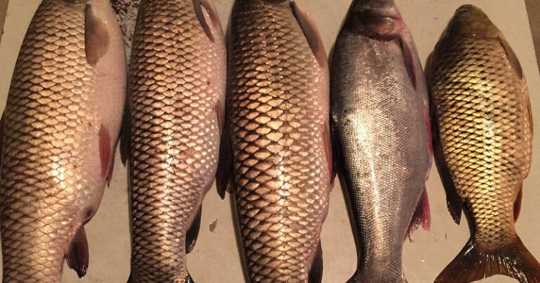 2 manata alınan balıq niyə bazarda 35 manata satılır?