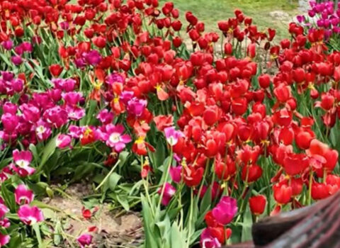 Bulvarda əkilən gülləri kim bu hala salıb? – Video