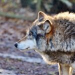 Muradxanlı kəndinə canavar hücumu: qoyunları parçaladılar