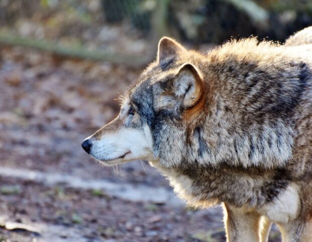 Muradxanlı kəndinə canavar hücumu: qoyunları parçaladılar