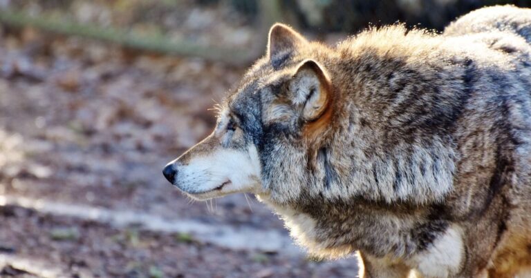 Muradxanlı kəndinə canavar hücumu: qoyunları parçaladılar