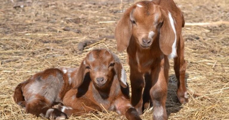 Çəpiş ətinə tələbat niyə artıb? – VİDEO