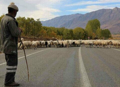 Məhkəmə fermerin heyvanlarını sataraq mənimsəyən çobanla bağlı qərar çıxardı