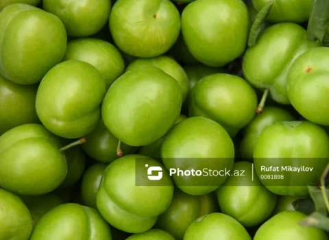 Azərbaycanda alça bağlarında DƏHŞƏTLİ xəstəlik yayıldı – VİDEO