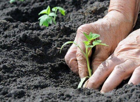 Gübrə qiymətləri niyə artır? – SƏBƏBLƏR