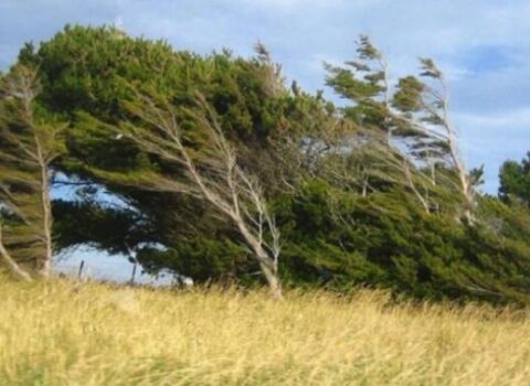 Sabahdan külək güclənəcək – Xəbərdarlıq