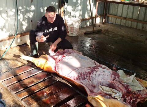 Azərbaycanda ət bahalaşacaq – SƏBƏB BUDUR