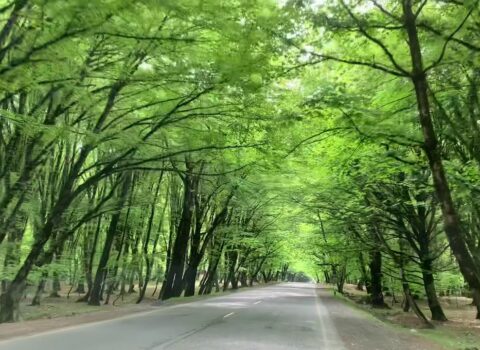 Qəbələ və İsmayıllıya gedənlərin NƏZƏRİNƏ – Bu yol 6 günlük BAĞLANIR