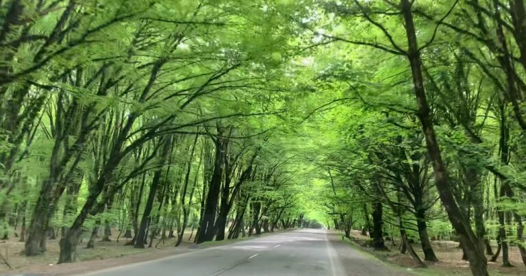 Qəbələ və İsmayıllıya gedənlərin NƏZƏRİNƏ – Bu yol 6 günlük BAĞLANIR