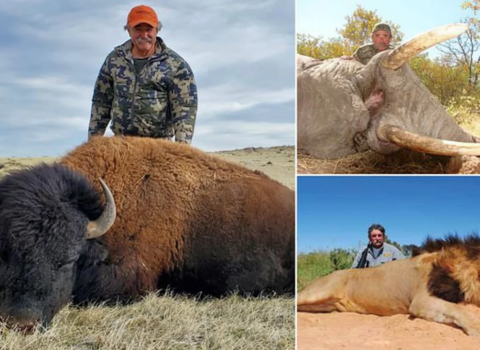 Milyoneri fillər tapdalayıb öldürdü