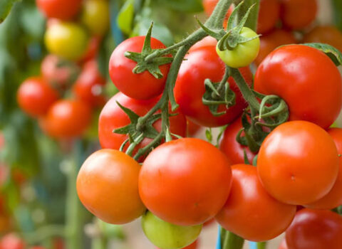 Fermerlərin zəhməti boşa gedir – Pomidorlar niyə çürüyür?