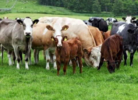 Azərbaycan əti bu ölkələrdən alır – SİYAHI