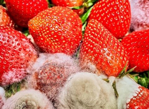 Çiyələyi kiflənməkdən qurtaran çarə bu ədviyyatda imiş