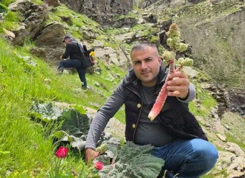 Kilosu 37 manatdan 10 AZN-ə düşdü: Sübh tezdən dağdan yığılır – FOTO