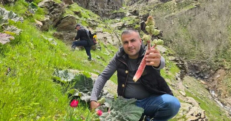 Kilosuı 37 manatdan 10 AZN-ə düşdü: Sübh tezdən dağdan yığılır – FOTO