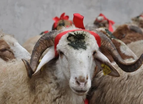 Qurbanlıq qoyun hansı şərtlərə uyğun seçilməli  və necə kəsilməlidir? – İlahiyyatçı AÇIQLADI