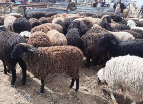 Qurban bayramında ətin qiyməti BAHALAŞACAQ
