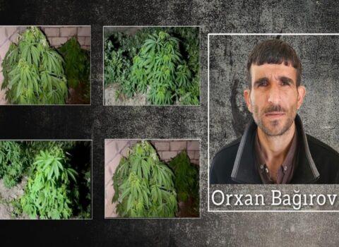 Salyanda 27 kiloqram narkotik dövriyyədən çıxarıldı