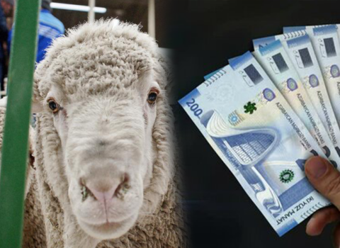 ŞAD XƏBƏR: Qurban bayramında bu ailələrə maddi yardım veriləcək?