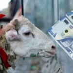 DİQQƏT: Qurban bayramına görə bu işçilərə əlavə pul veriləcək?